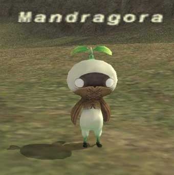 Mandragora's Fans Club Mandragora's Fans Club